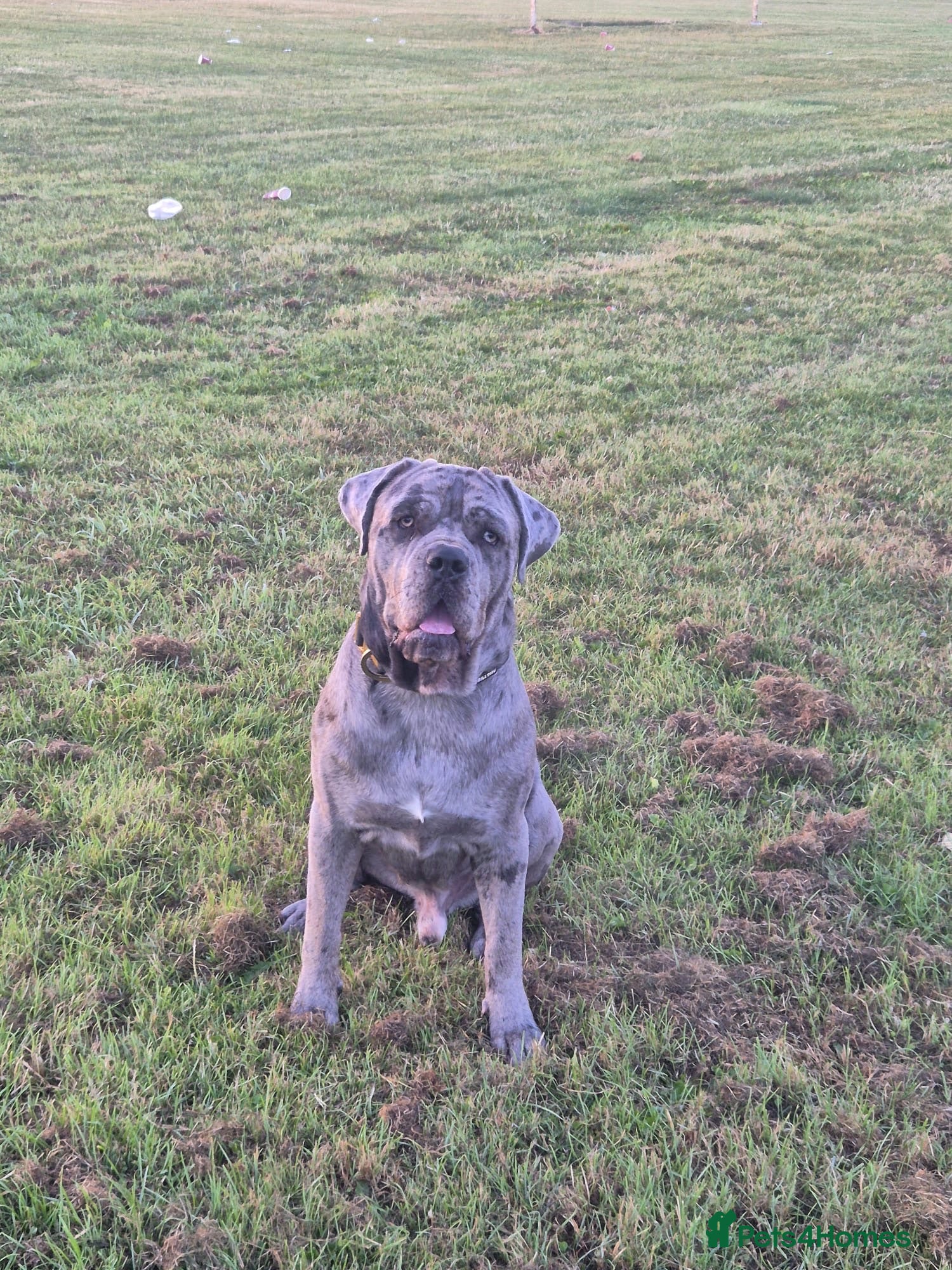 Cane Corso dogs MERLE & BLUE CANE CORSO PUPPIES - Advert 2