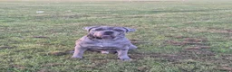 Cane Corso dogs for sale: MERLE & BLUE CANE CORSO PUPPIES - Advert 2
