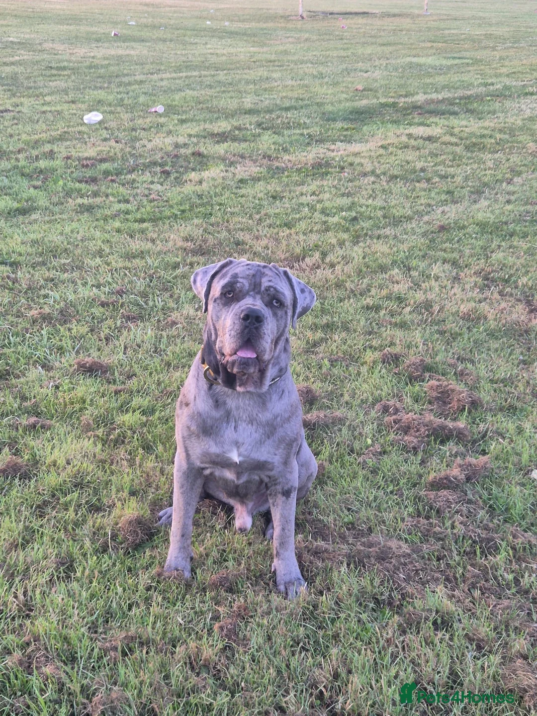 Cane Corso dogs for sale: MERLE & BLUE CANE CORSO PUPPIES - Advert 2