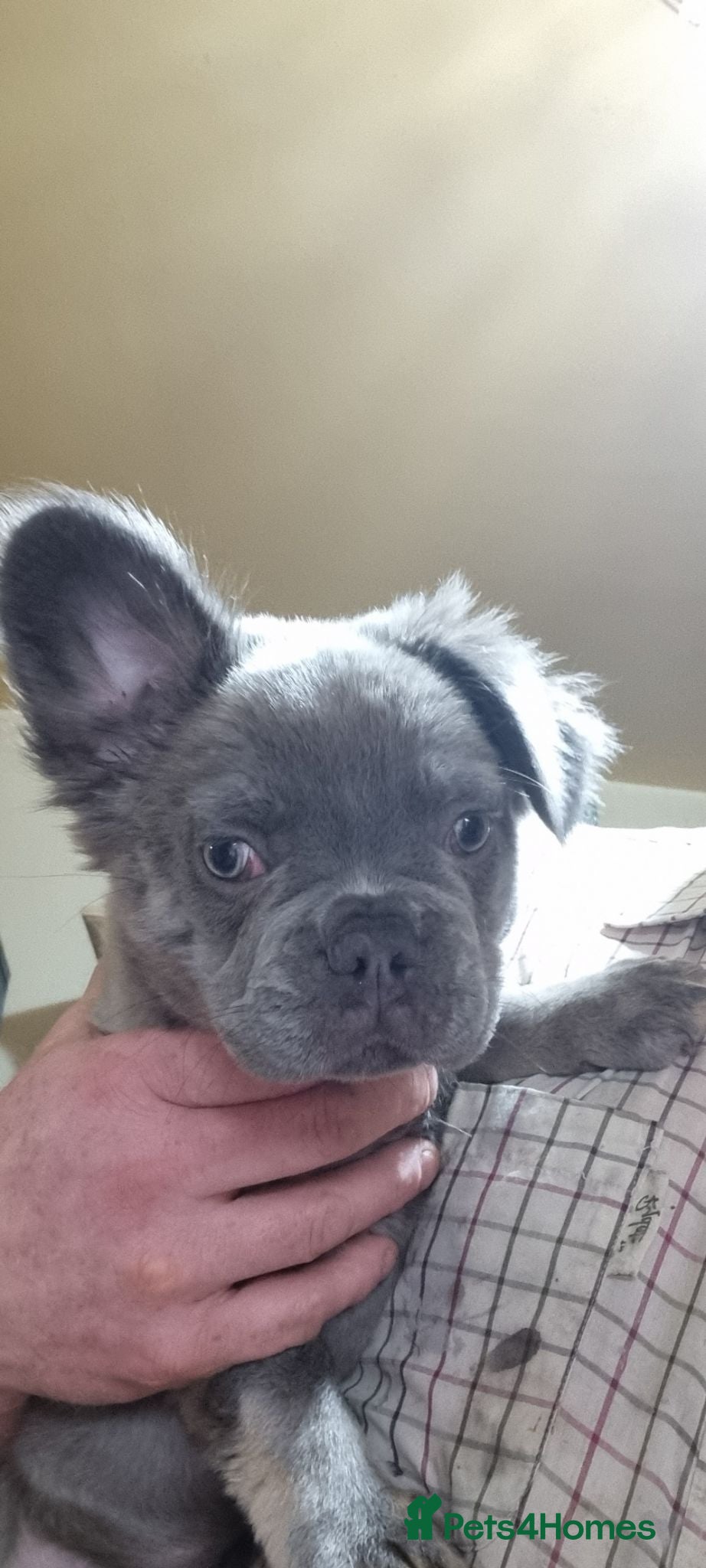 French Bulldog dogs Fluffy French Bulldog Pups - Advert 11