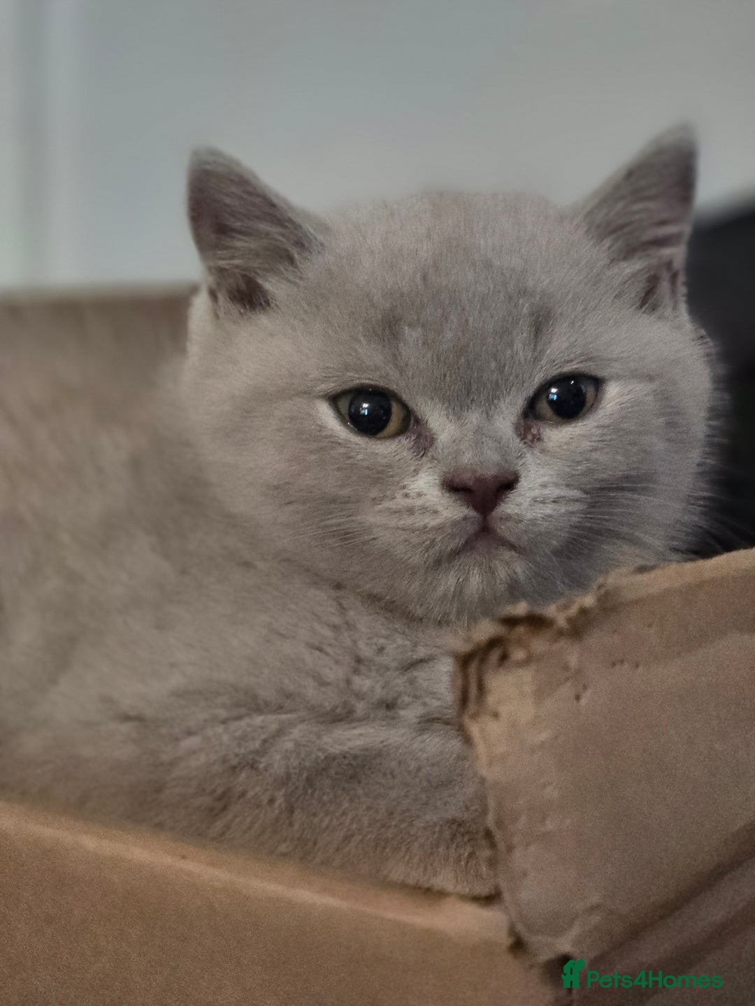 British Shorthair cats for sale: Pedigree, British Shorthair, TICA reg kittens - Image 39