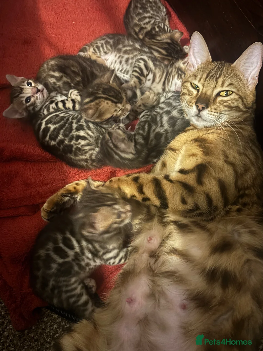 Bengal cats for sale: Stunning Purebred Bengal Kittens in London - Advert 16