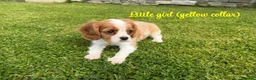 Cavalier King Charles Spaniel dogs for sale: Beautiful health tested cavalier King Charles  - Advert 19