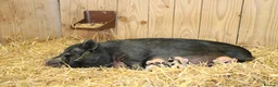 Pig livestock for sale: Swedish Pig Looking For Her Forever Home - Advert 2