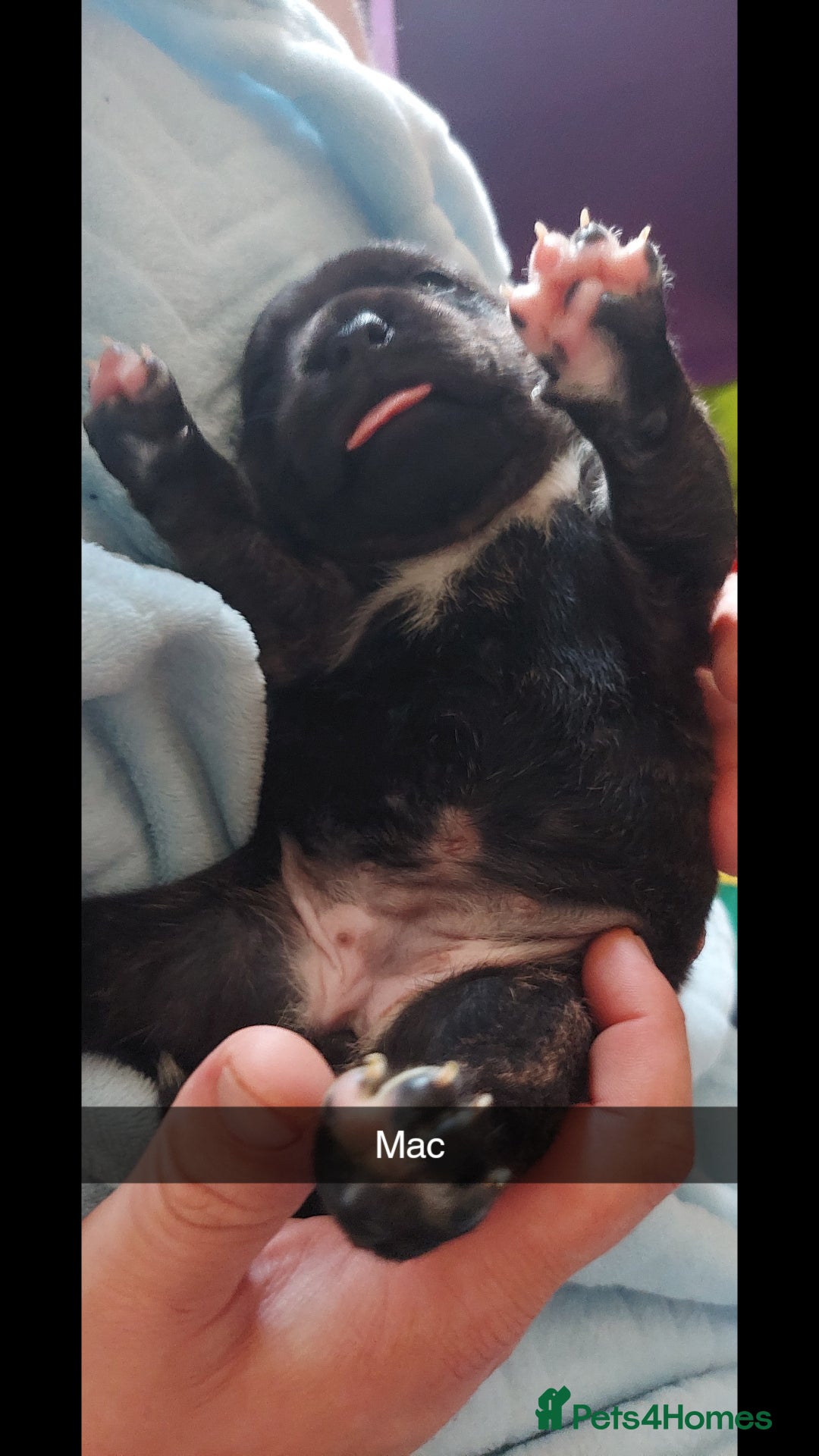 Staffordshire Bull Terrier dogs for sale: Staffordshire bull terrier puppies  - Image 13
