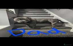 Staffordshire Bull Terrier dogs for sale: Kc reg Blue Staffordshire bull terrier puppies  - Image 6