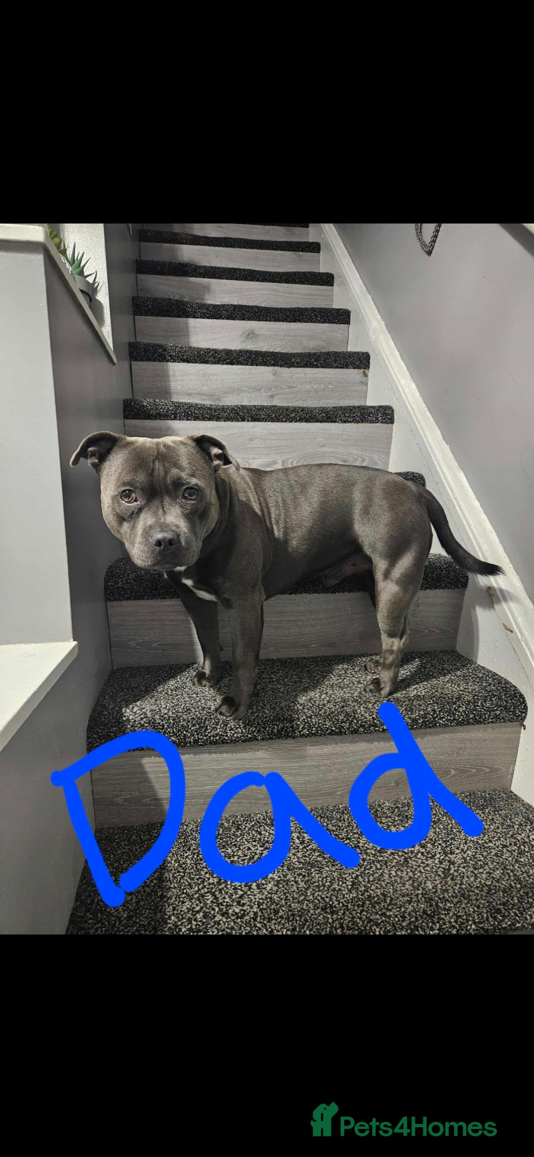 Staffordshire Bull Terrier dogs for sale: Kc reg Blue Staffordshire bull terrier puppies  - Image 6