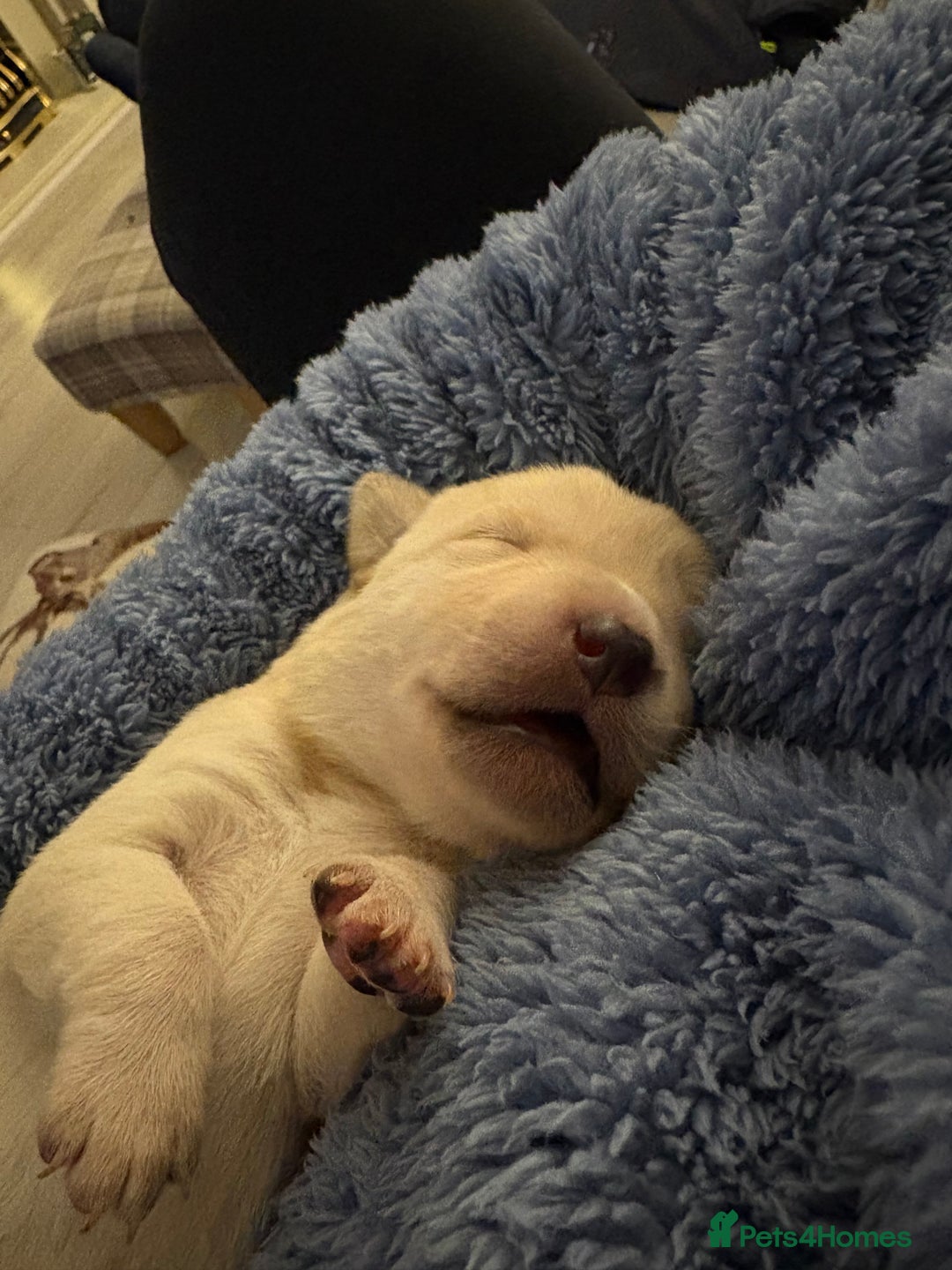 Mixed Breed dogs for sale: LABRADOR PUPS - Advert 7