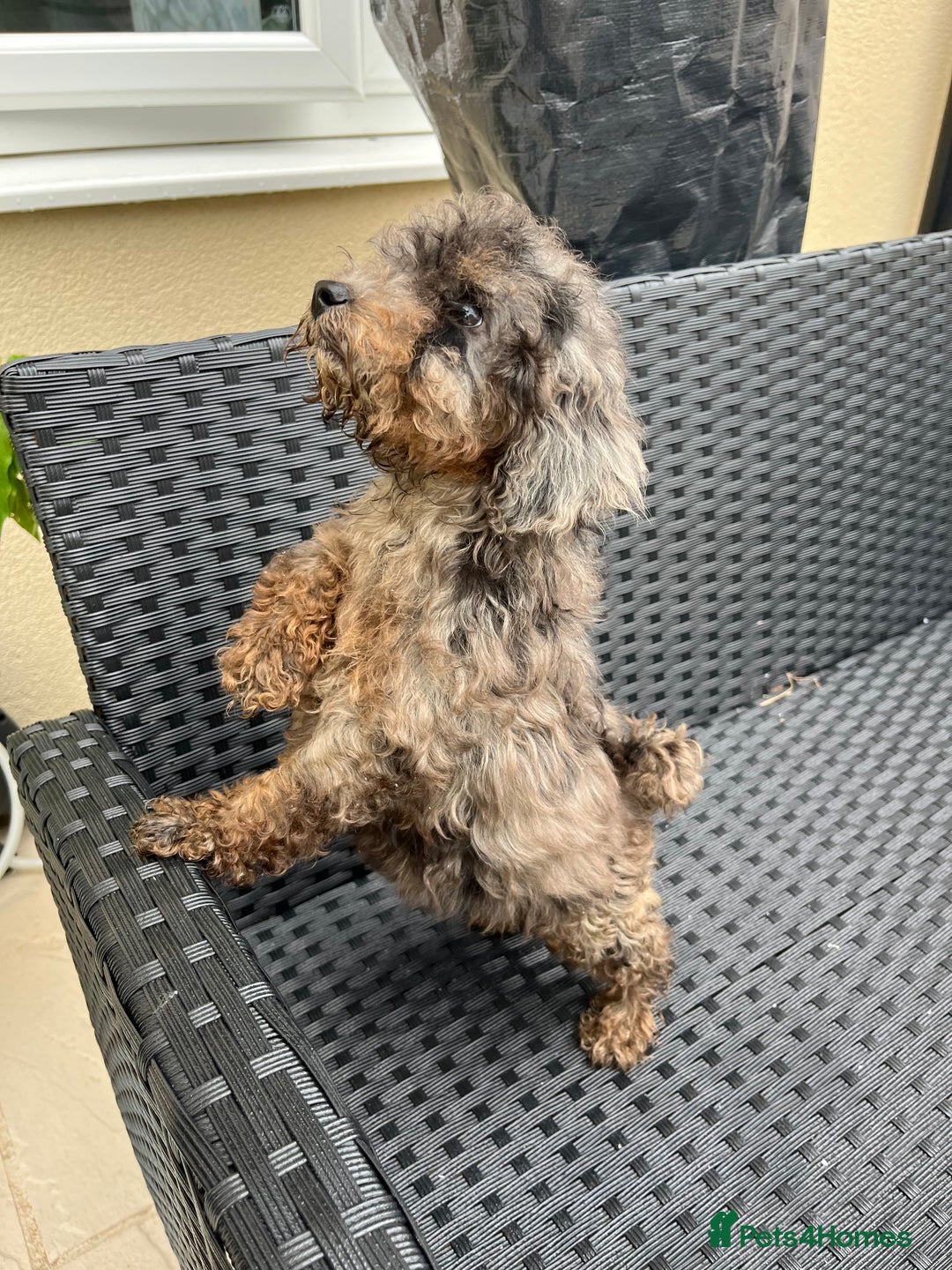 Miniature Poodle dogs for sale: 2 Beautiful boys looking for their forever home  - Image 4