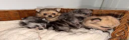 Pomeranian dogs for sale: 🐶✨  **  Russian Merle Pomeranian Puppies ✨ 🐶 in Southport - Advert 1