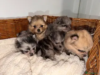 Pomeranian dogs 🐶✨ ** Russian Merle Pomeranian Puppies ✨ 🐶 - Advert 7