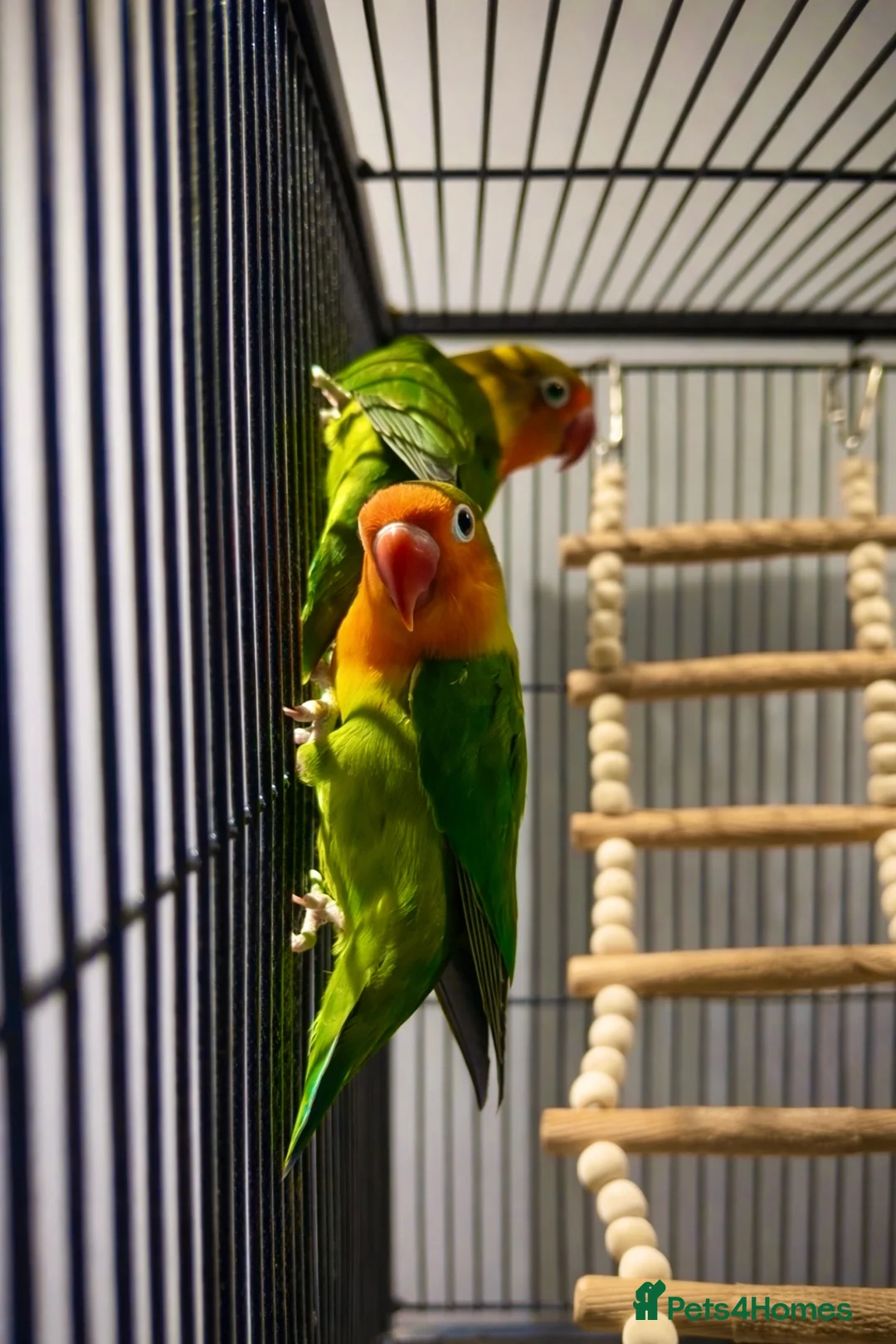 Lovebirds birds for sale: Lovebirds for sale in Worthing - Advert 2