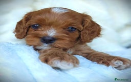 Cavapoo dogs for sale: Rare Miniature F1 Cavapoo Quality Puppies - Image 5