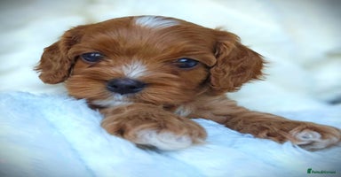 Cavapoo dogs - Advert 14