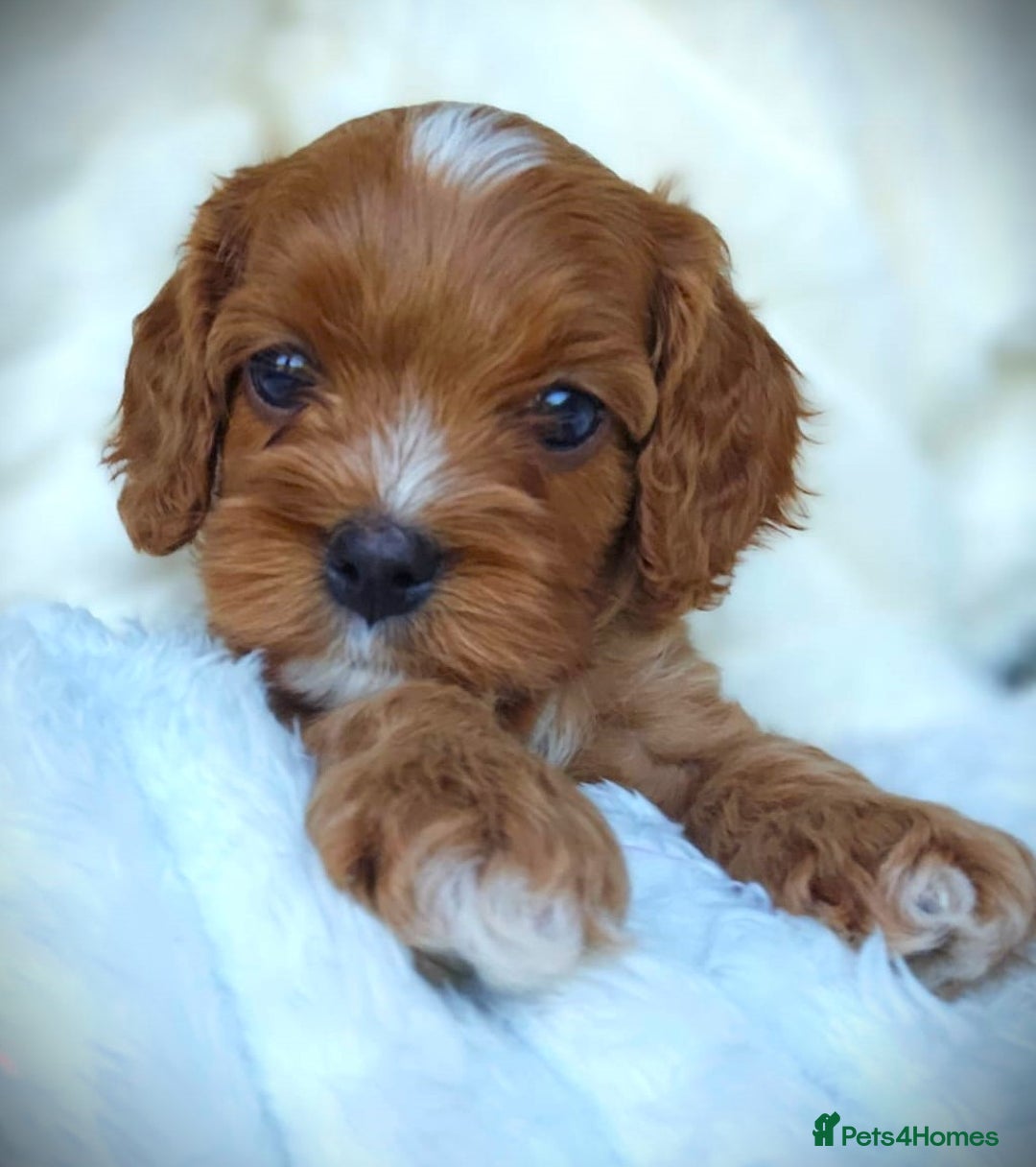 Cavapoo dogs for sale: Rare Miniature F1 Cavapoo Quality Puppies - Image 5