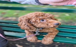 Miniature Poodle dogs for sale: STUNNING SOLID DARK RED FEMALE POODLE - Image 4