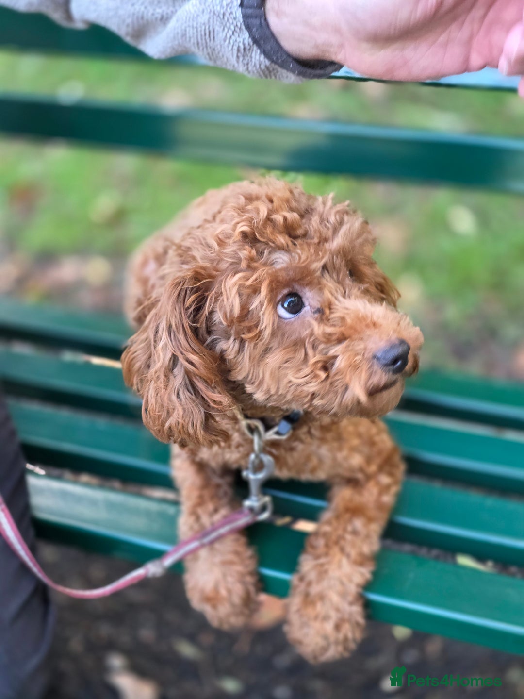 Miniature Poodle dogs for sale: STUNNING SOLID DARK RED FEMALE POODLE - Image 4