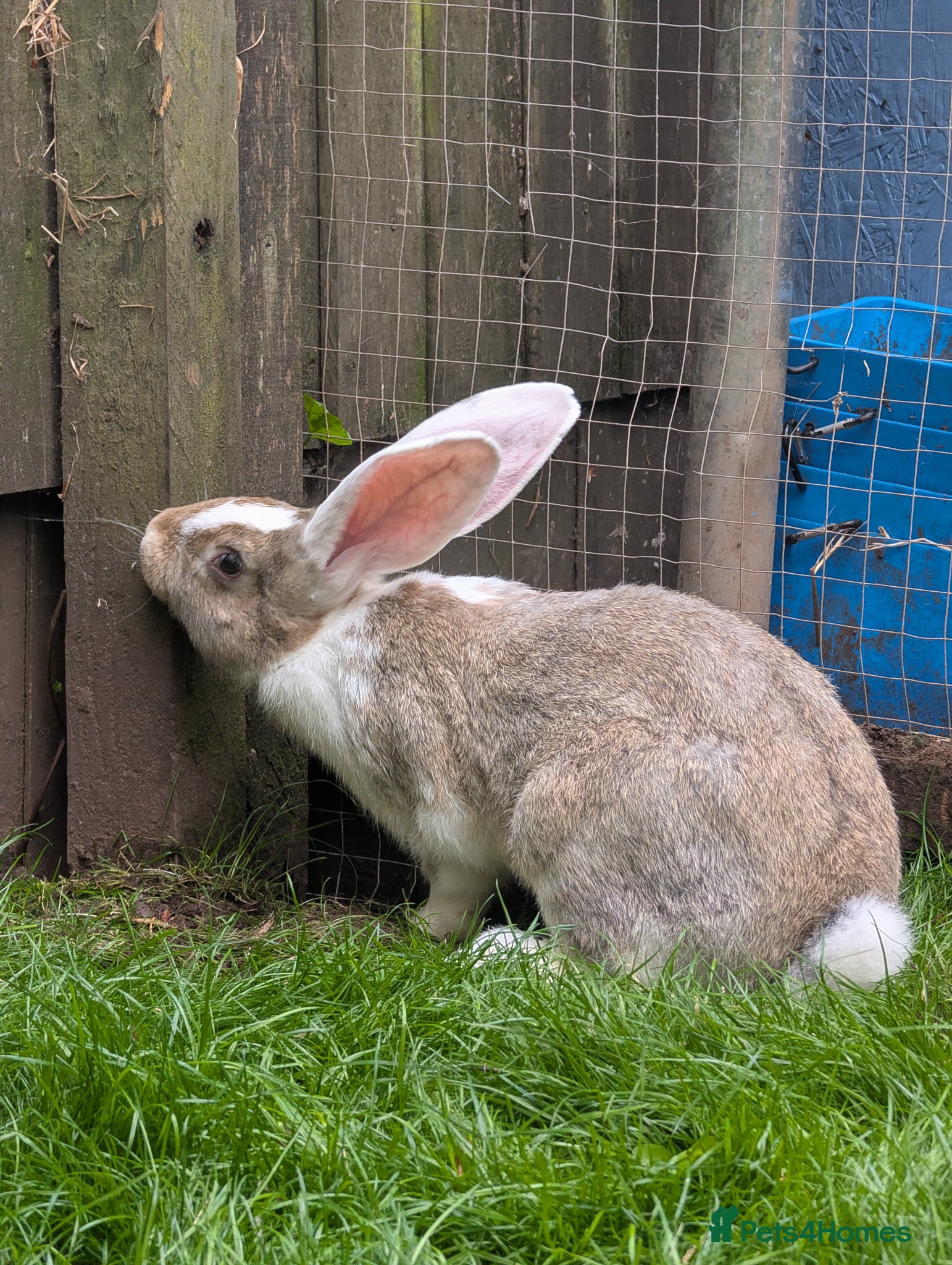 Continental Giant rabbits Ready now lovely boys  - Advert 1