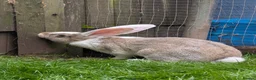 Continental Giant rabbits for sale: Ready now lovely boys  - Advert 1
