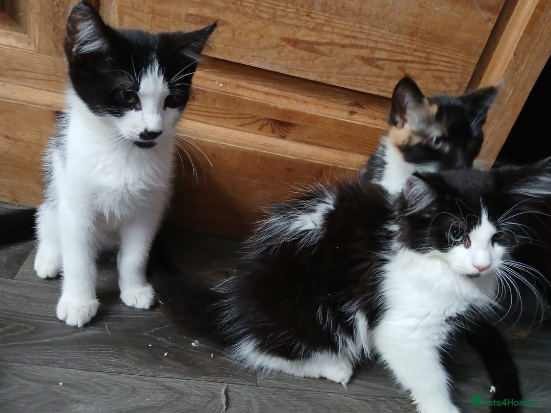 Maine Coon cats for sale:  Vet check. Full Vaccinated. Microchiped kittens in Sudbury - Image 29