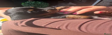 Miniature Dachshund 1