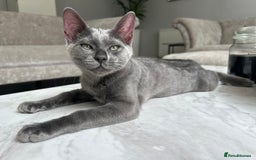 Bengal cats for sale: Two adorable Blue/Melanistic Bengal Kittens TICA  in Benfleet - Image 15