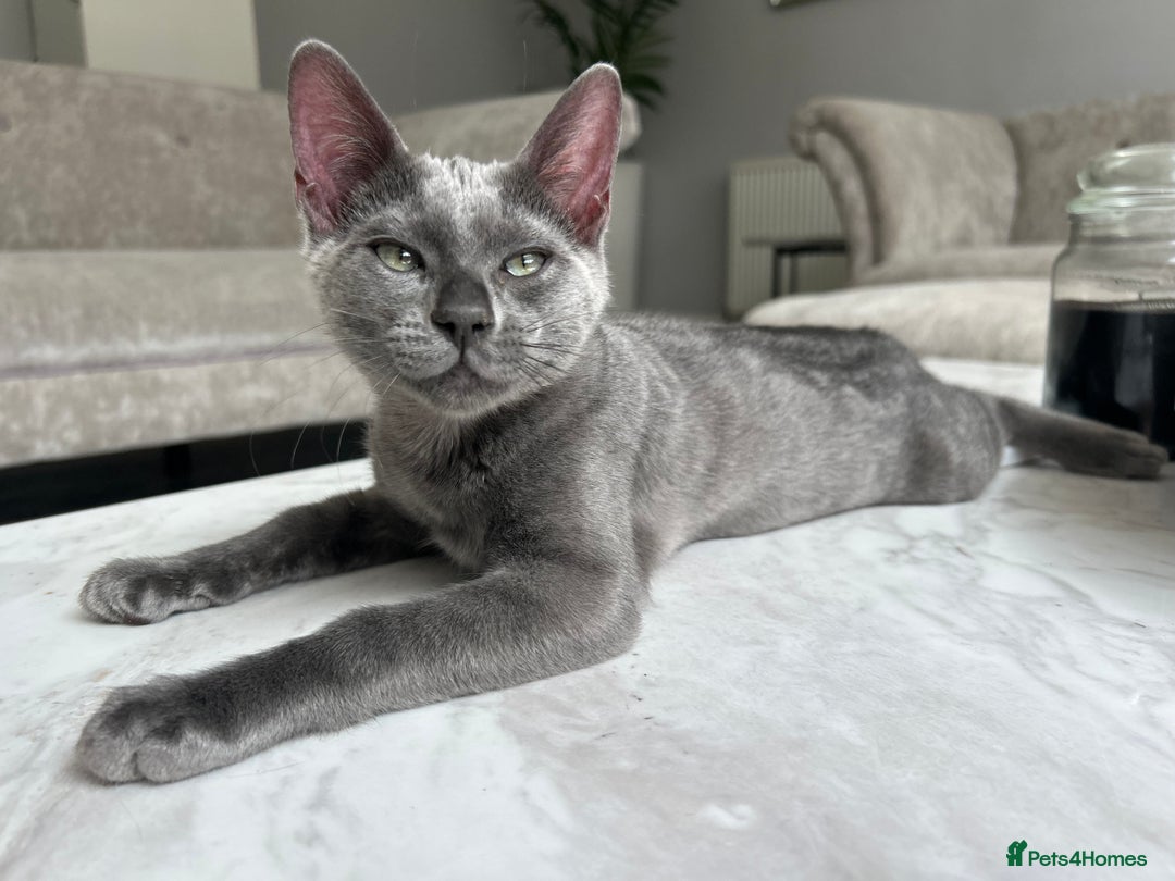 Bengal cats for sale: Two adorable Blue/Melanistic Bengal Kittens TICA  in Benfleet - Image 15