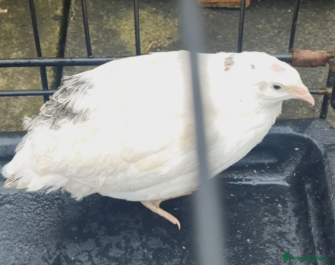 Quail poultry for sale: Jumbo Coturnix Quails and fertile eggs  - Advert 1