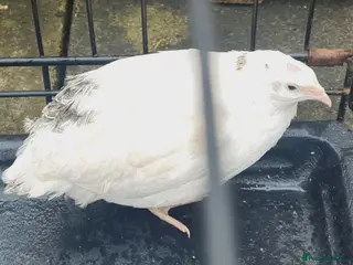 Quail poultry Jumbo Coturnix Quails and fertile eggs - Advert 1