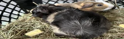 Guinea Pig rodents for sale: Bonded Pair of Boars (Brothers) in Peterborough - Advert 4