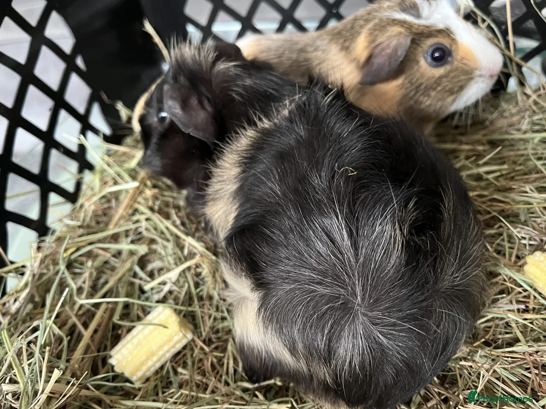 Guinea Pig rodents for sale: Bonded Pair of Boars (Brothers) in Peterborough - Advert 4