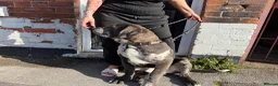 Cane Corso dogs for sale: Cane Corso Male  - Advert 6