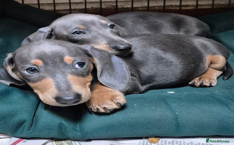 Dachshund dogs - Advert 6