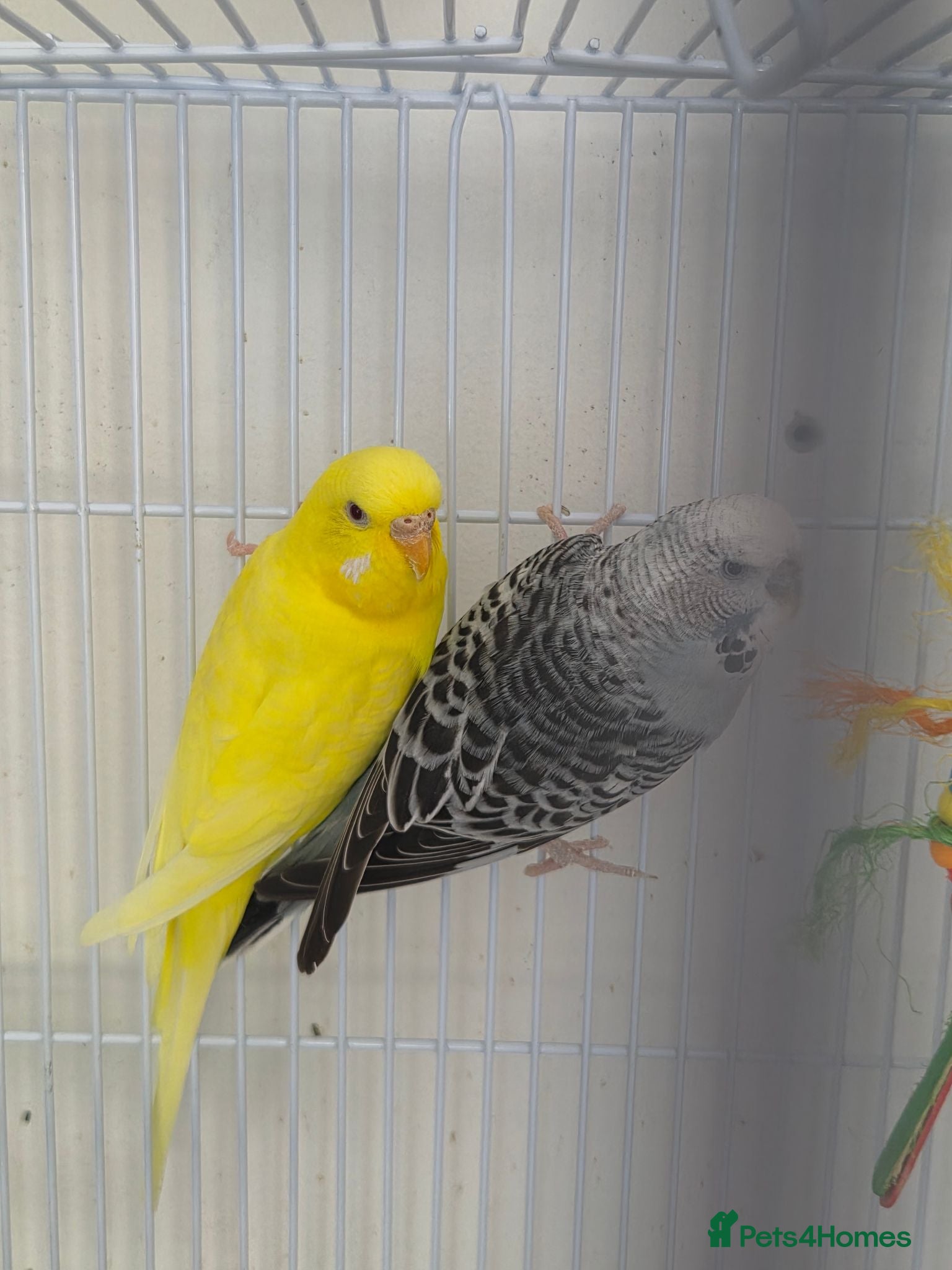 Budgerigars birds FREE 2 female budgie - Advert 1