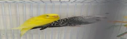 Budgerigars birds for sale: FREE 2 female budgie in Hornchurch - Advert 1