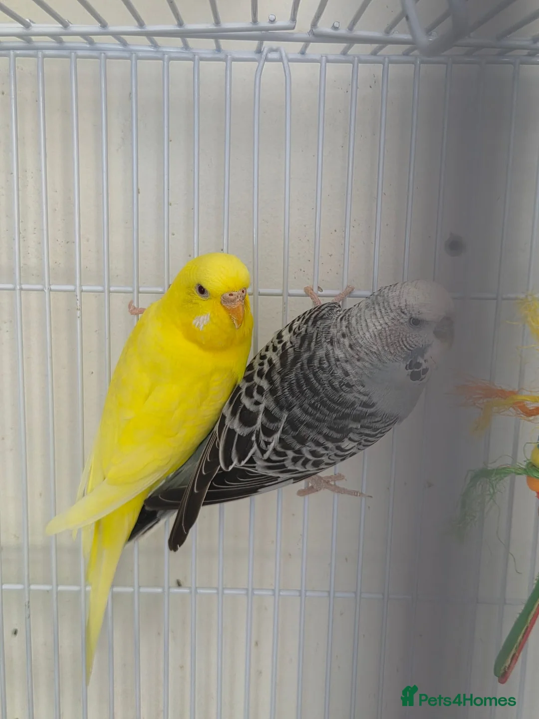 Budgerigars birds for sale: FREE 2 female budgie in Hornchurch - Advert 1