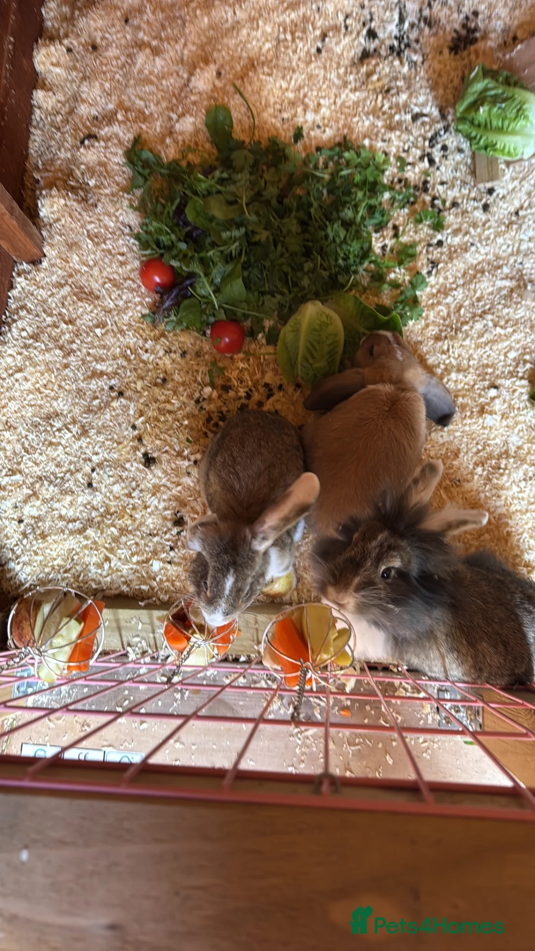Lionhead rabbits for sale: Female lion lop  - Advert 2