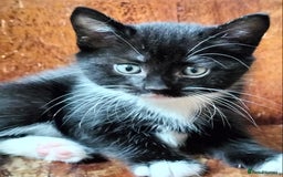 Mixed Breed cats for sale: Adorable kittens looking for loving homes - Image 7