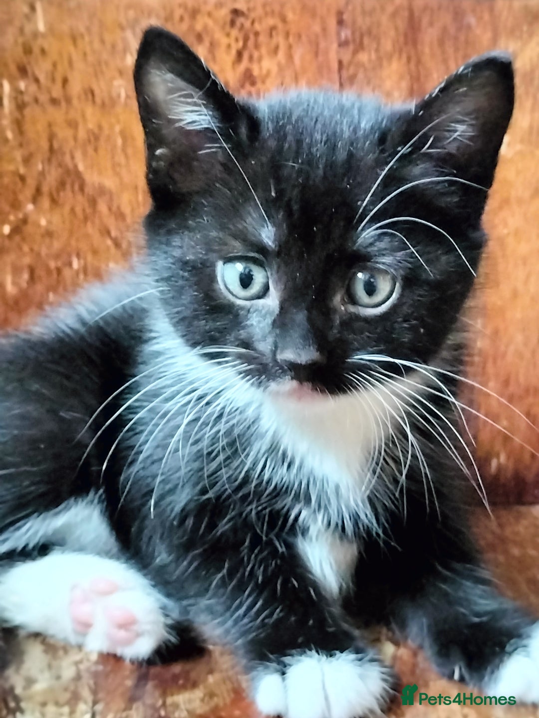 Mixed Breed cats for sale: Adorable kittens looking for loving homes - Image 7