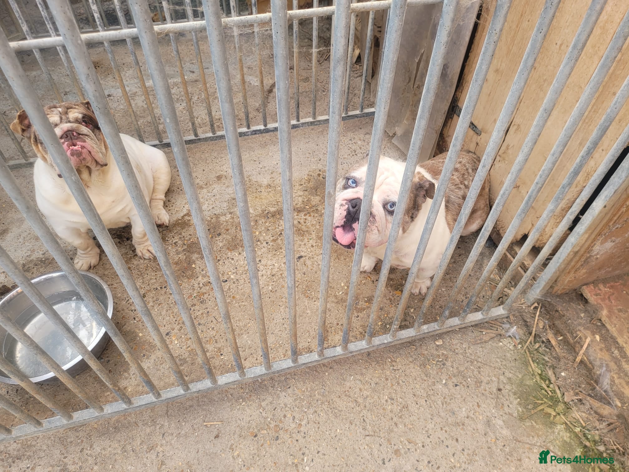 English Bulldog dogs ADULT YOUNG DOGS TO A LOVING HOME - Advert 1