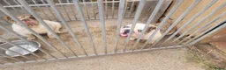 English Bulldog dogs for sale: ADULT YOUNG DOGS TO A LOVING HOME - Advert 1