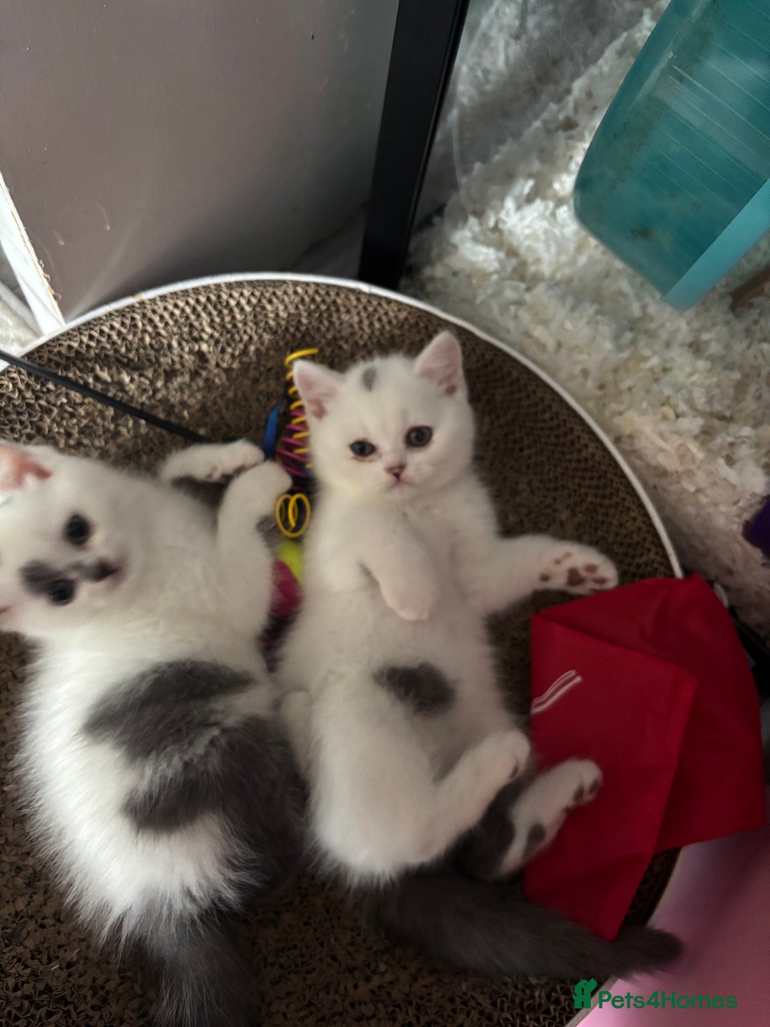 British Shorthair cats for sale: Last 2 boys!!  - Image 11