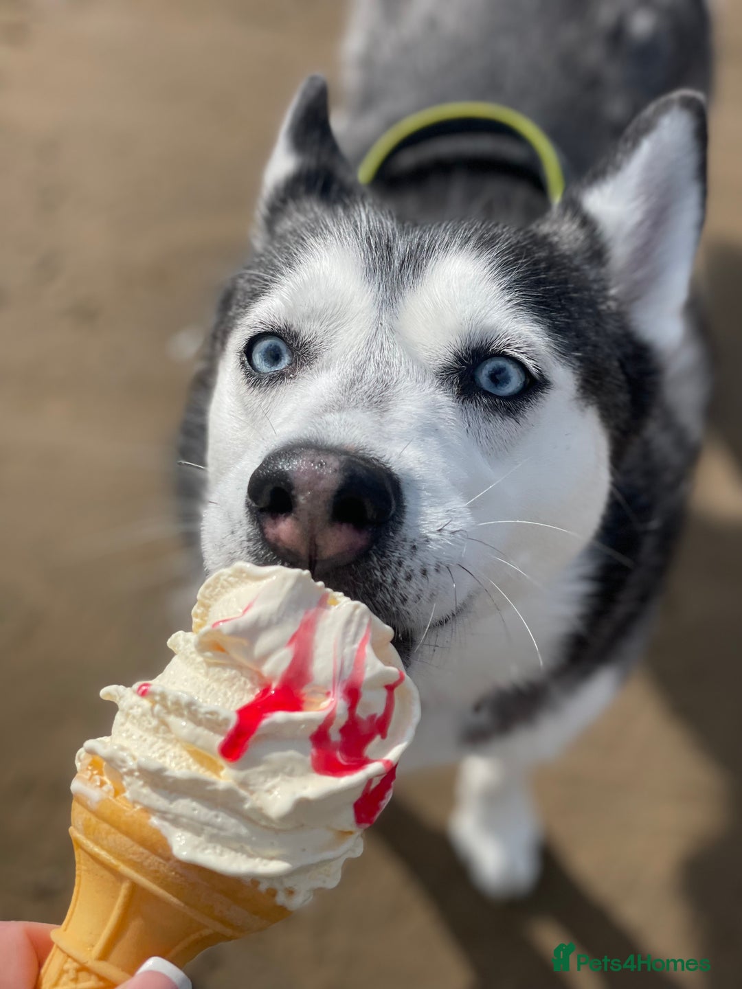 Siberian Husky dogs for sale: Siberian husky rehome - Image 3