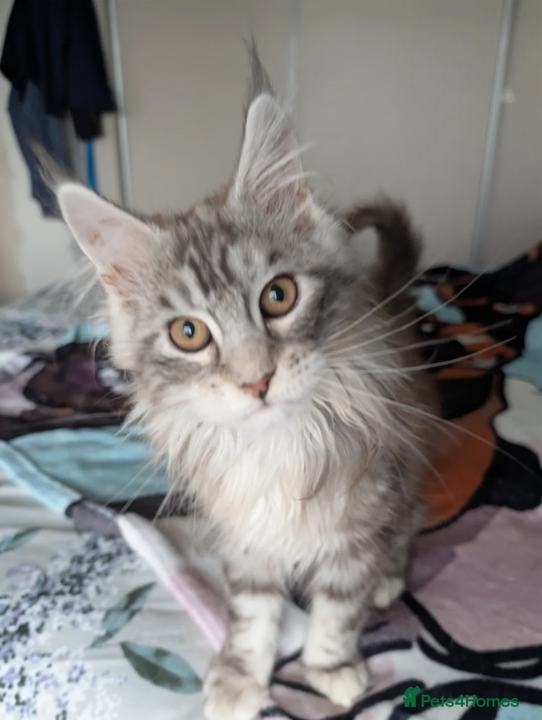 Maine Coon cats for sale: GCCF Maine Coon Kittens  - Advert 14