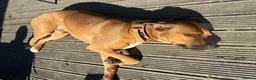 Mixed Breed dogs for sale: Bowser in Bilston - Advert 8