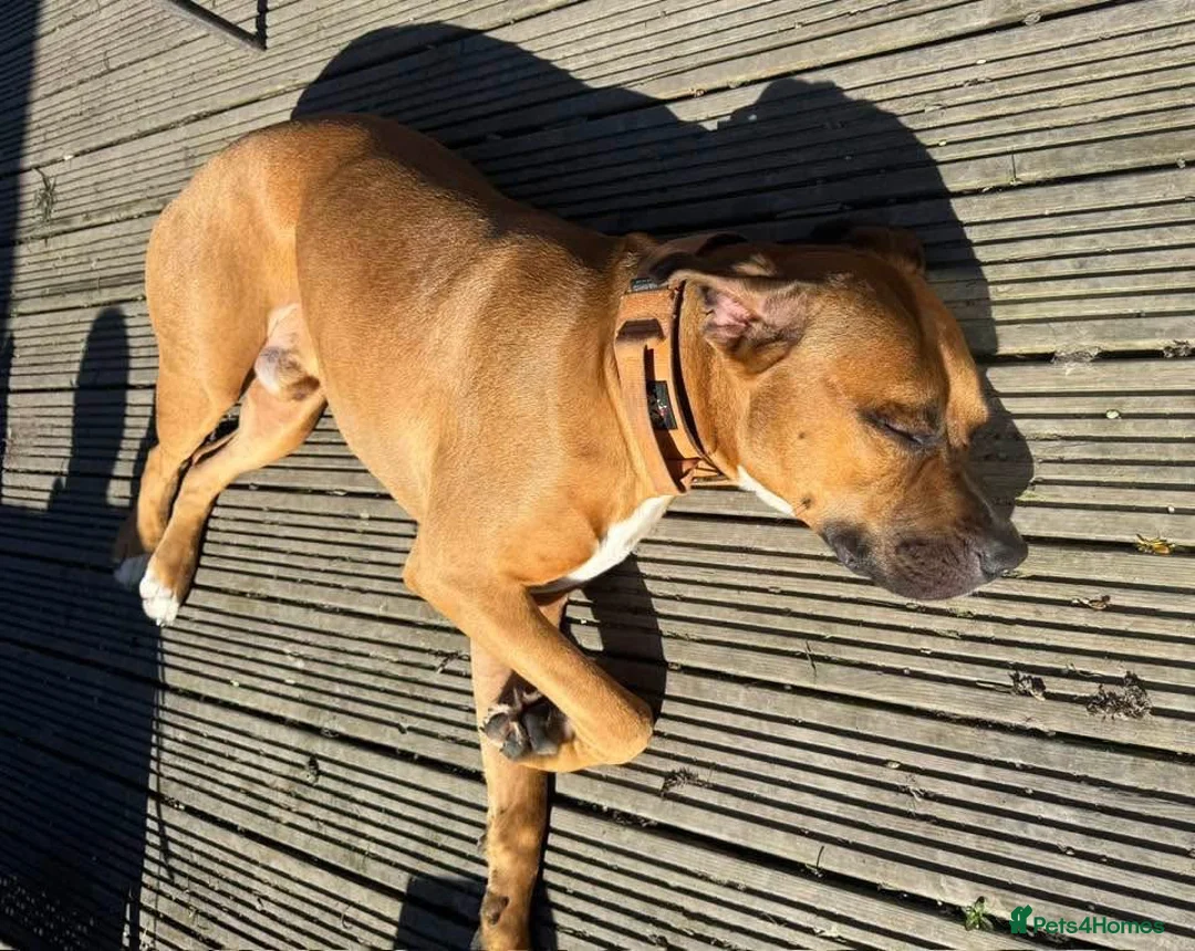 Mixed Breed dogs for sale: Bowser in Bilston - Advert 8