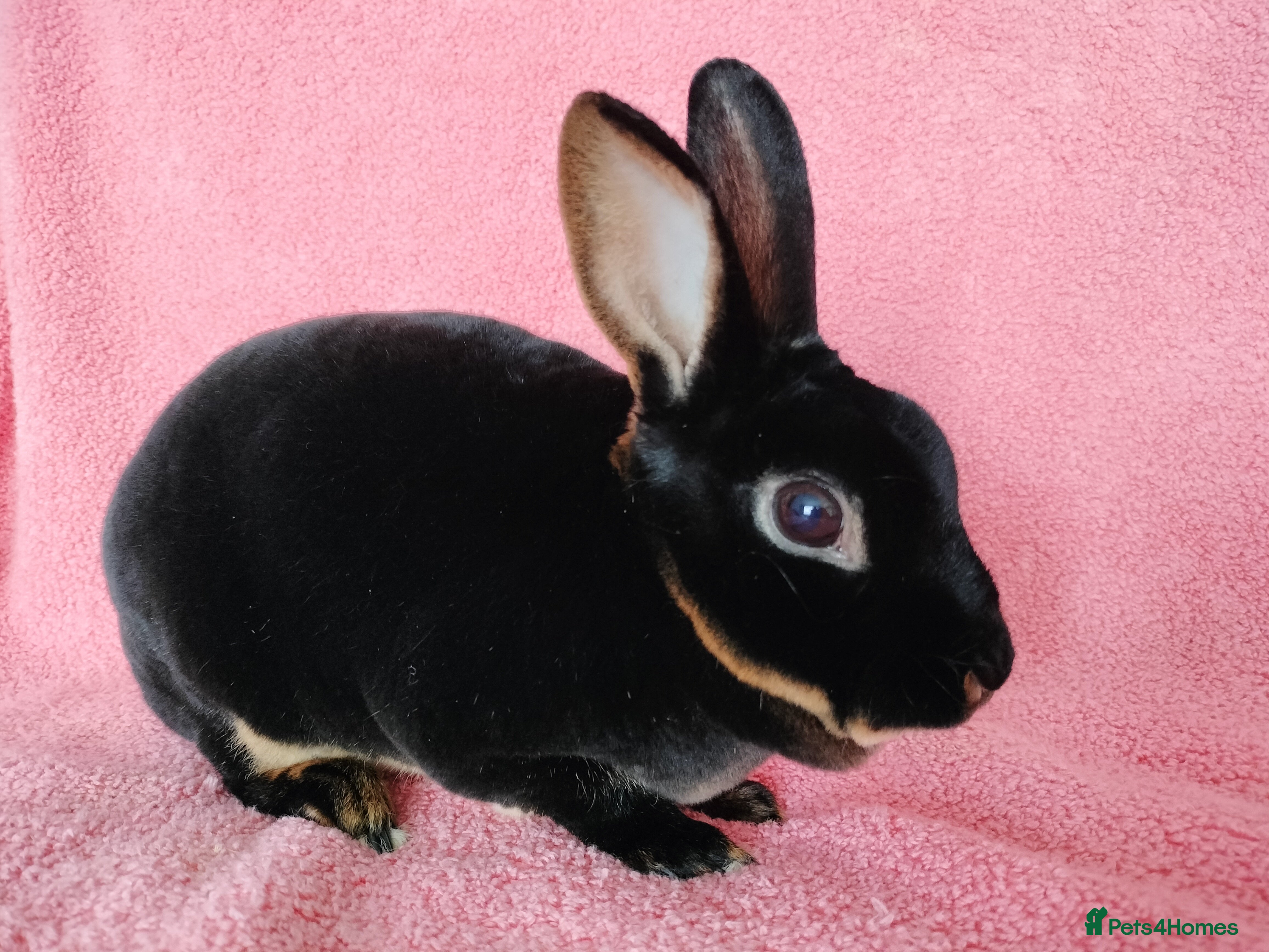 Rex rabbits Adult mini rex for sale  - Advert 3