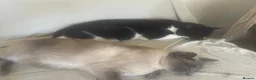 Mixed Breed cats for sale: 2 boys for rehoming  - Advert 7