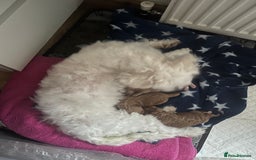Coton De Tulear dogs for sale: Cotonoodle - Image 29