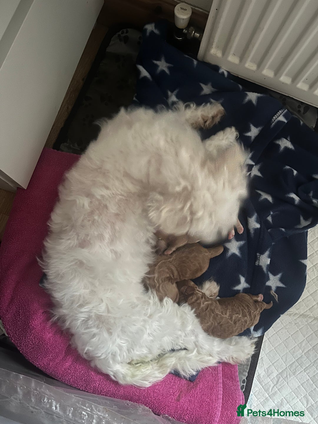 Coton De Tulear dogs for sale: Cotonoodle - Image 29